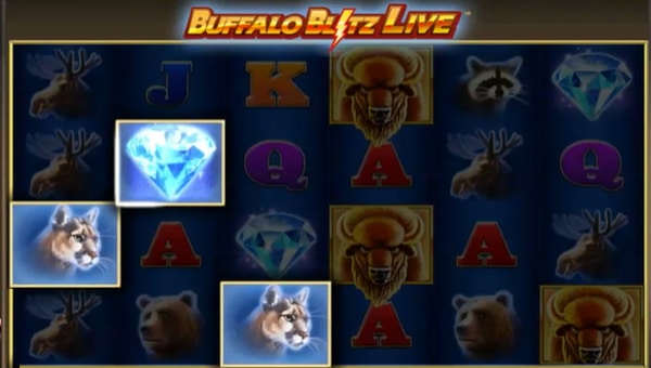 Live playing buffalo